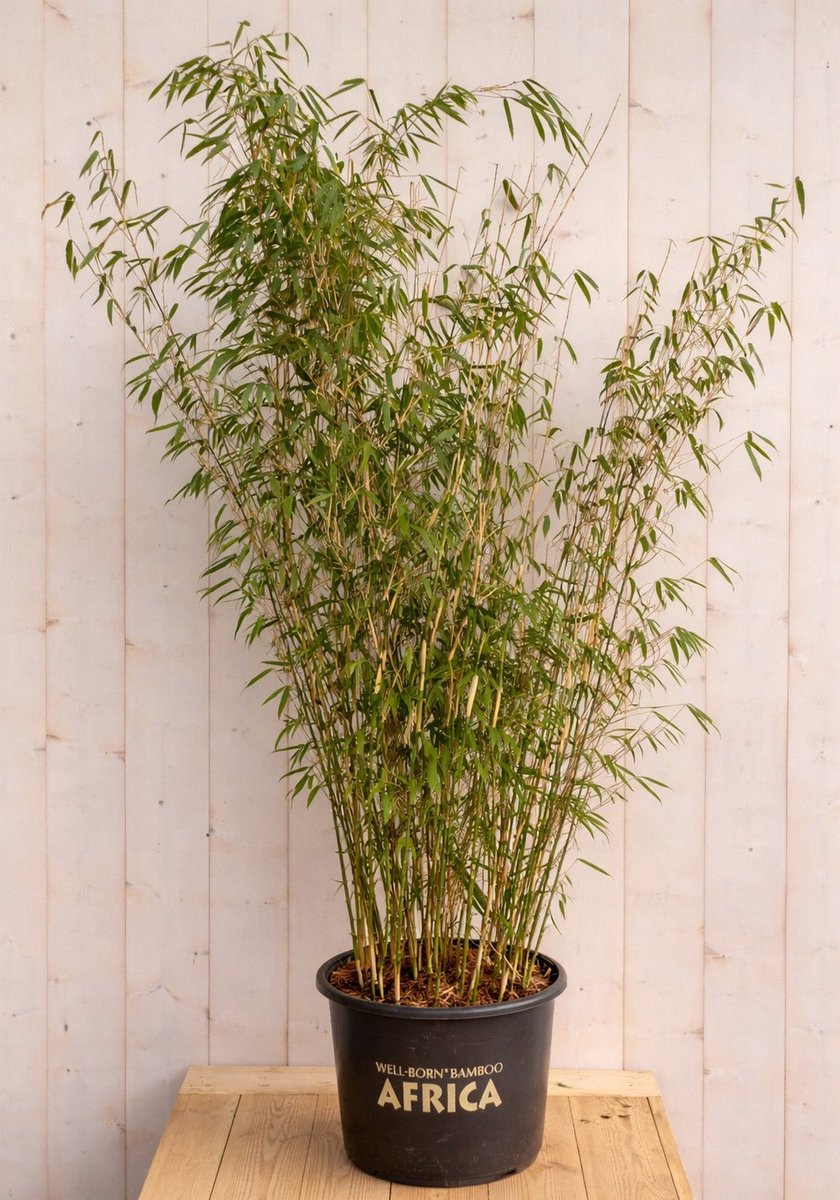 Warentuin natuurlijk - Bamboe Fargesia Malachite Monkeys 150 cm