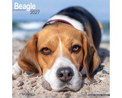 Beagle Kalender 2027