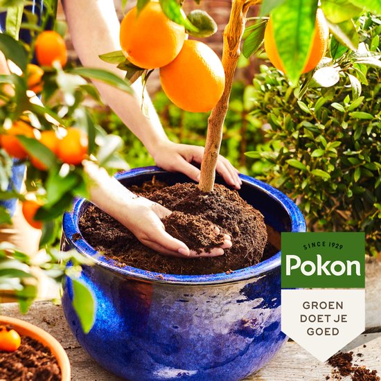 Handen planten een sinaasappelboom met sinaasappels in een blauwe pot met Pokon potgrond.