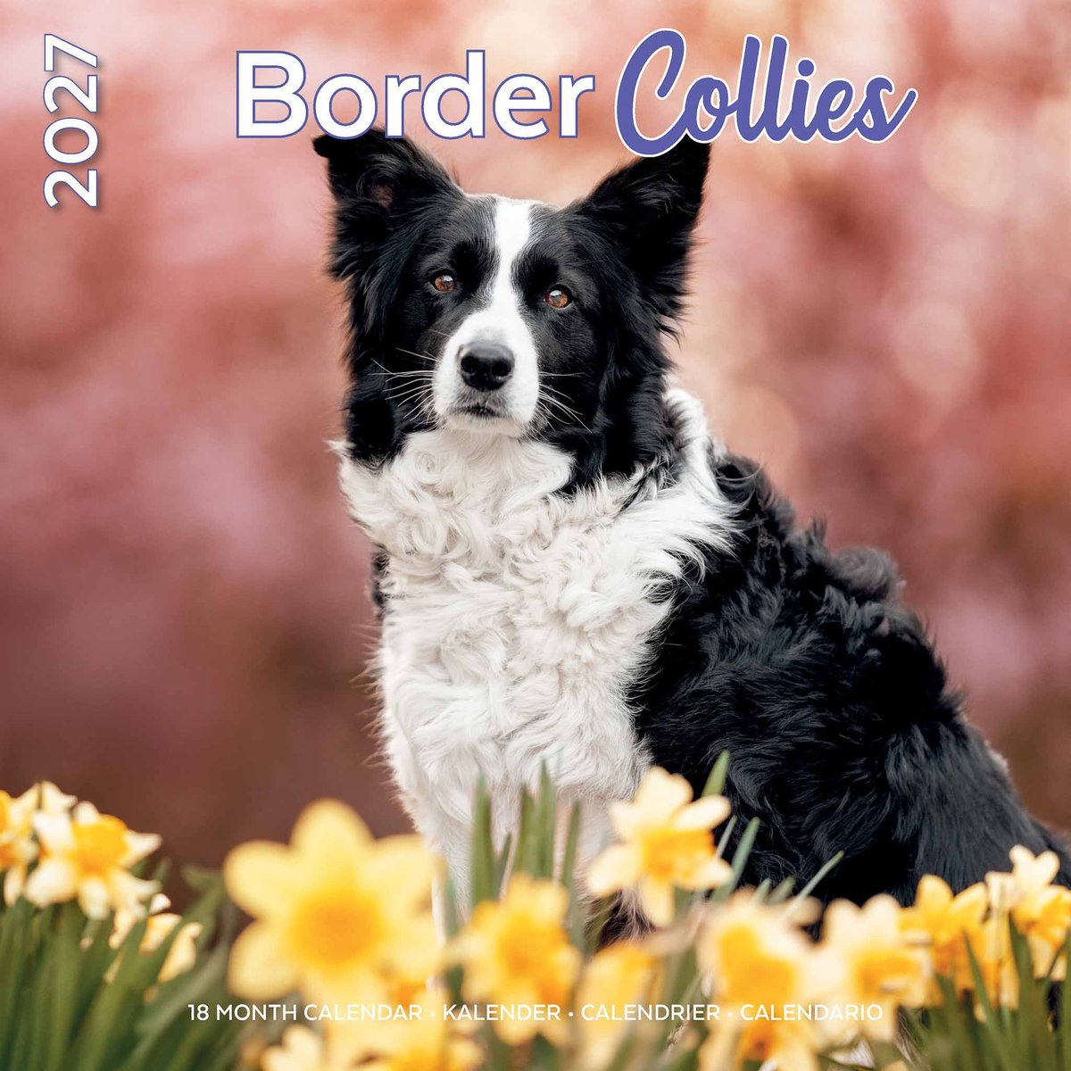Border Collie Kalender 2027