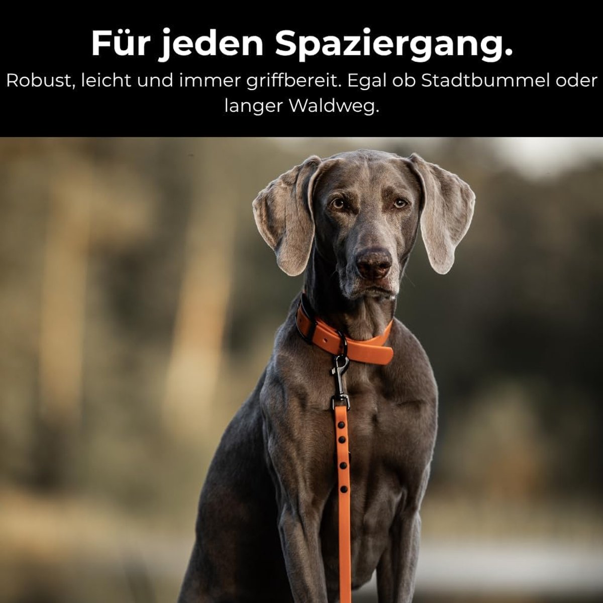 Hondenriem voor grote honden, verstelbare schouderriem, handsfree riem, huisriem voor honden, veganistisch, waterdicht, 180cm, zwart