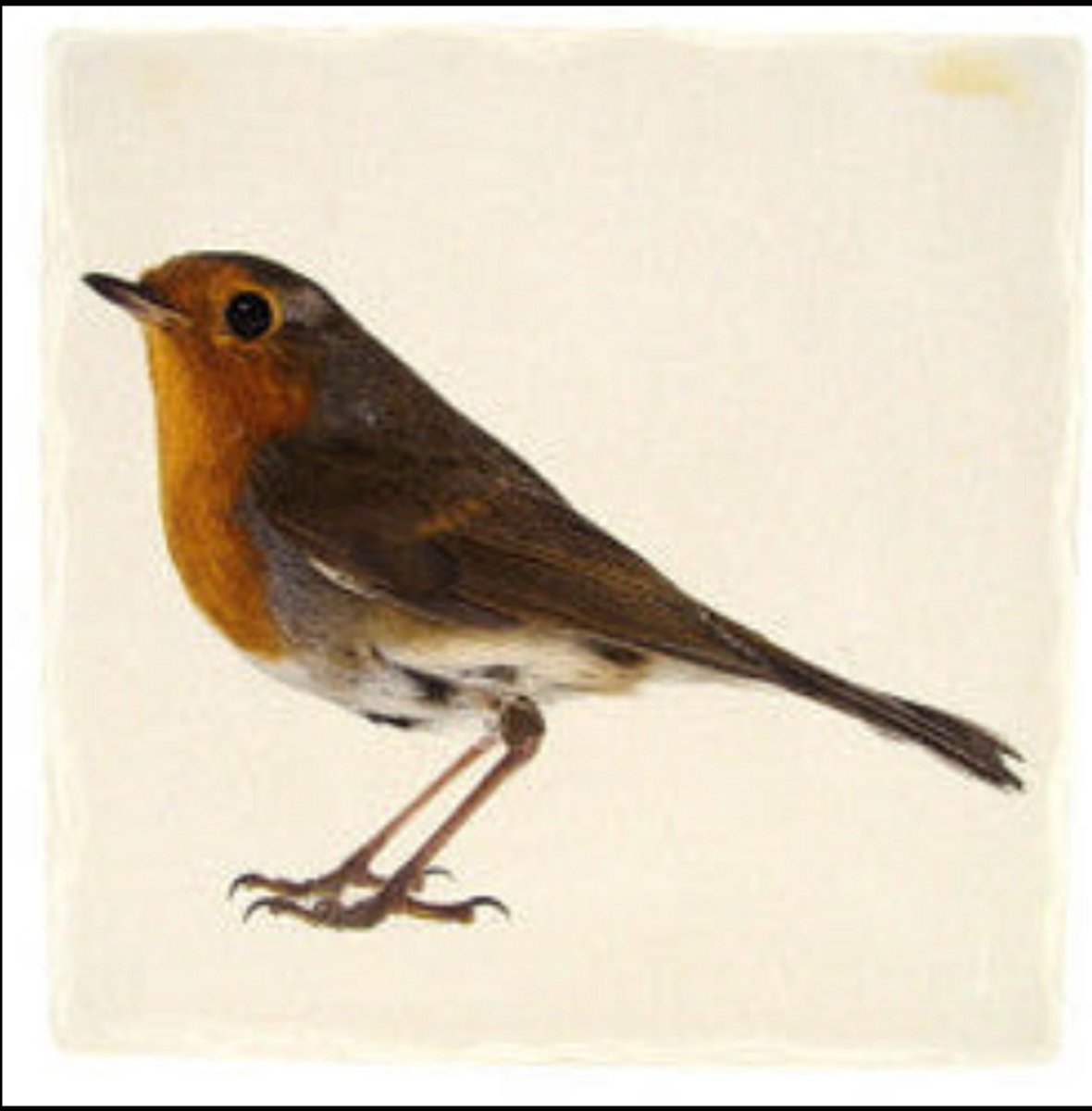 Tafelonderzetter Roodborst – Vierkant 15 x 15 cm – Steen – Onderzetter Vogel