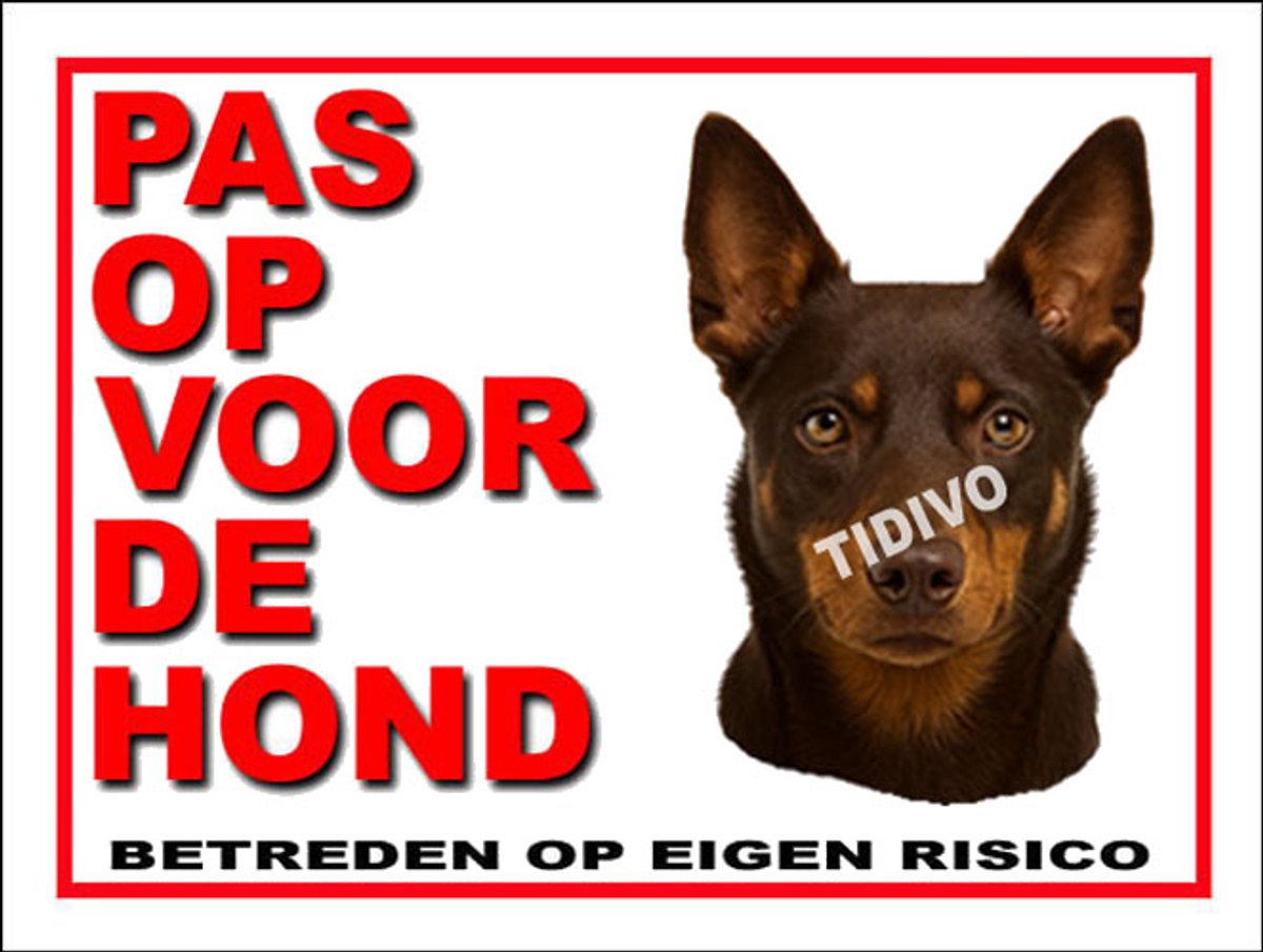 Australian Kelpie 13