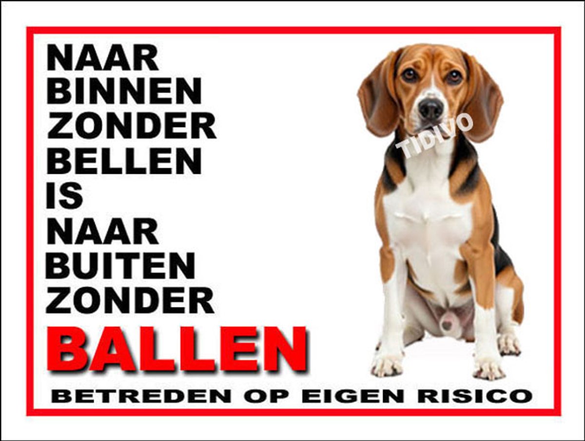 Beagle Harrier 11