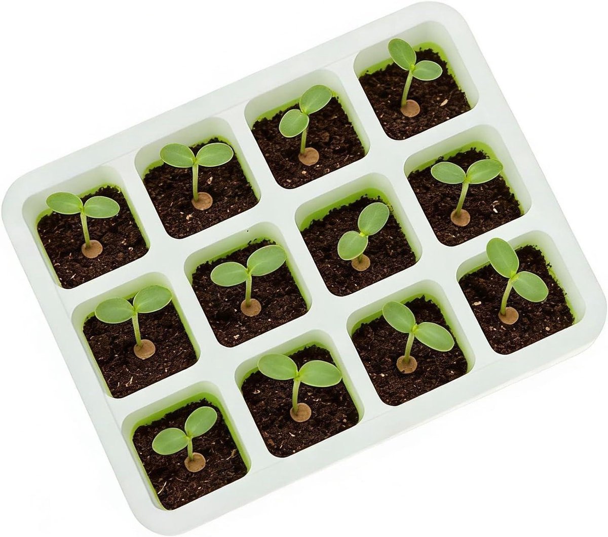 Zaailing Starterbak - Kweekbakje Plantenbak - Zaadjes Ontkiemen - Vochtvergrendelend Ontwerp - 12 Cellen - Niet gespecificeerd