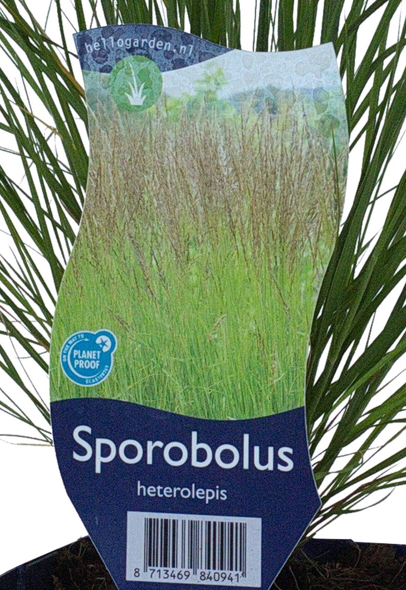 Griffioen - Sporobolus heterolepis
