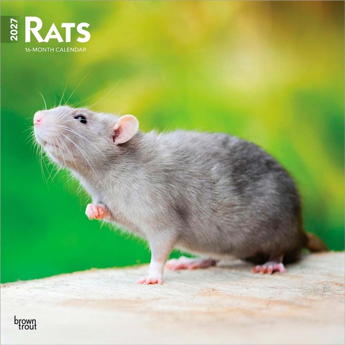 Ratten Kalender 2027