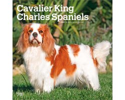 Cavalier King Charles Spaniel Kalender 2027