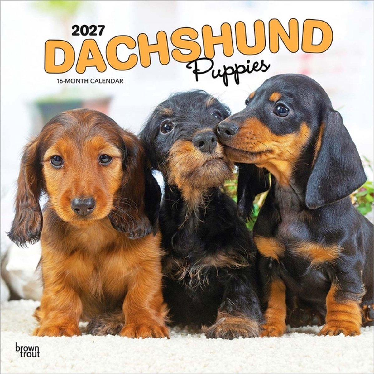 Teckel Kalender Puppies 2027