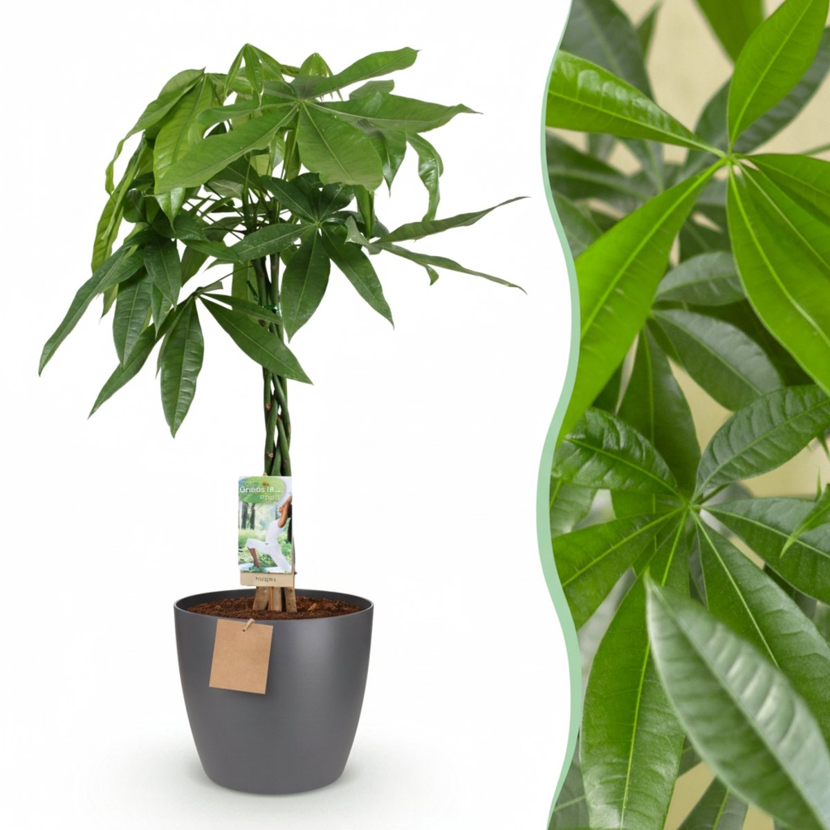 Green BoutiQ - Kamerplant - Geldboom - Pachira Aquatica - Groen - Weinig Onderhoud - 1 Plant - Met Potter Grijs - Pot 21cm - Hoogte 75 - 85cm