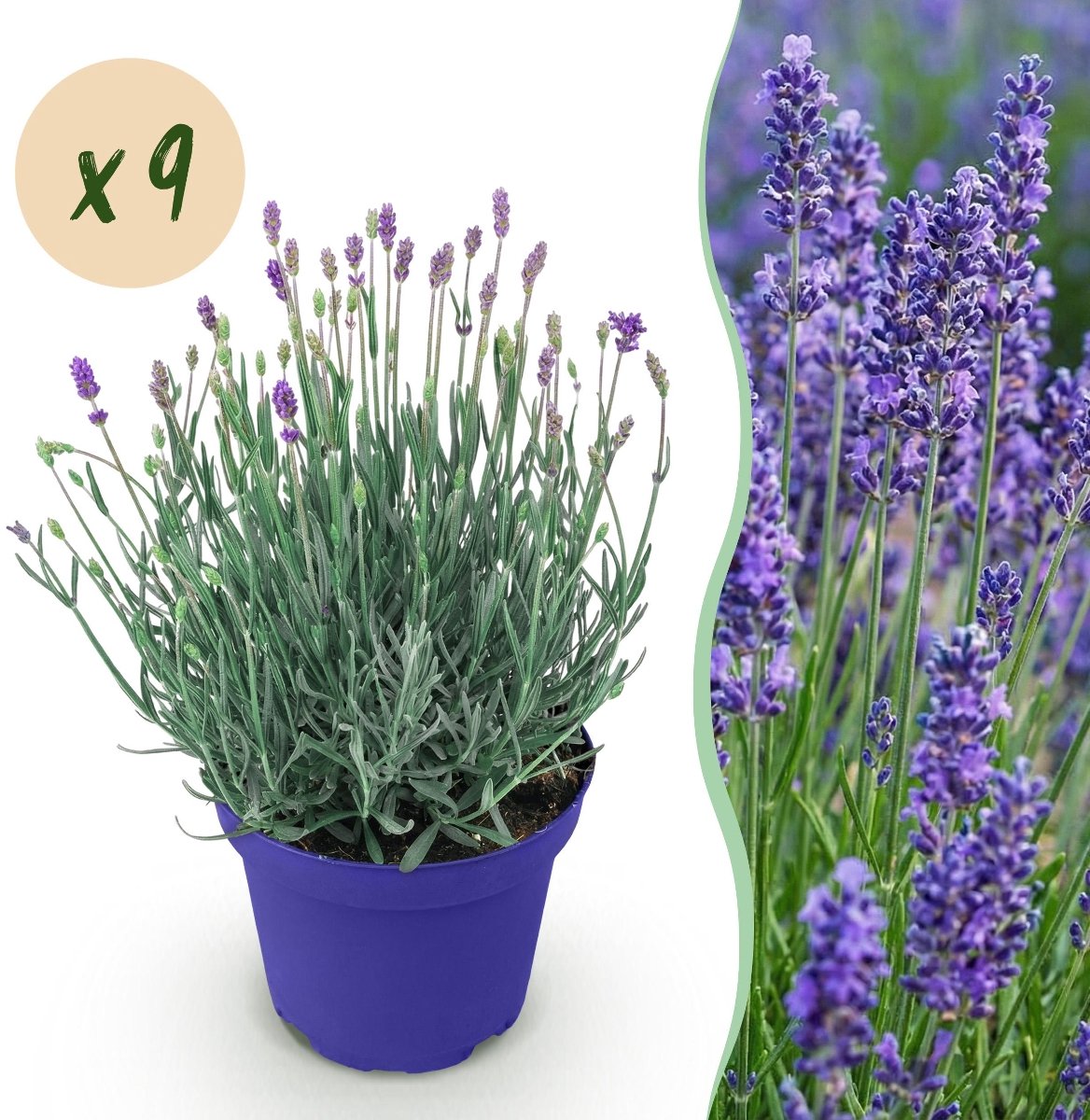Green boutiQ - Tuinplant - Lavandula angustifolia Hidcote - Lavendel - Winterhard - Paars - 9 Planten - Pot 12cm - Hoogte 15-25cm