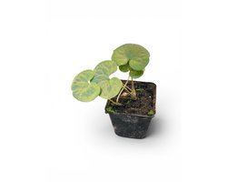 6 x  Asarum europaeum - MANSOOR - pot 9 x 9 cm