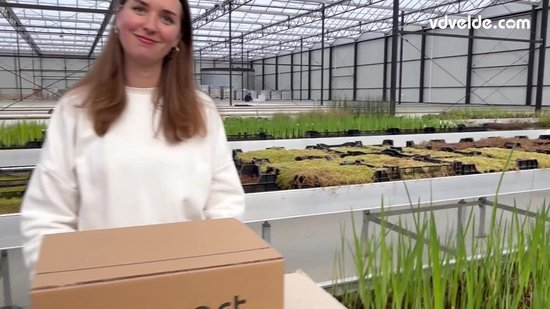 vdvelde.com - Anti-muggen vijvereiland set - Drijvende eiland met 4 waterplanten - Natuurlijke muggenbestrijding - Reinigt water en vermindert algen - Winterhard