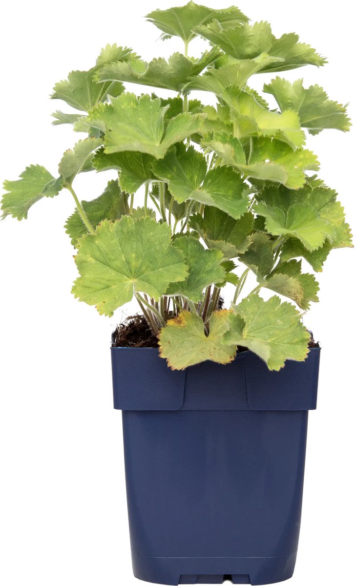 JUNAVERA Alchemilla mollis (vrouwenmantel) | 20 cm hoog bij levering | In 12 cm pot | Sterke borderplant