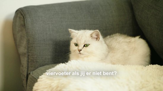Viervoeter Feed Pro - Automatische Voerbak 6L - Kat en Hond - Voerautomaat met App - Wit