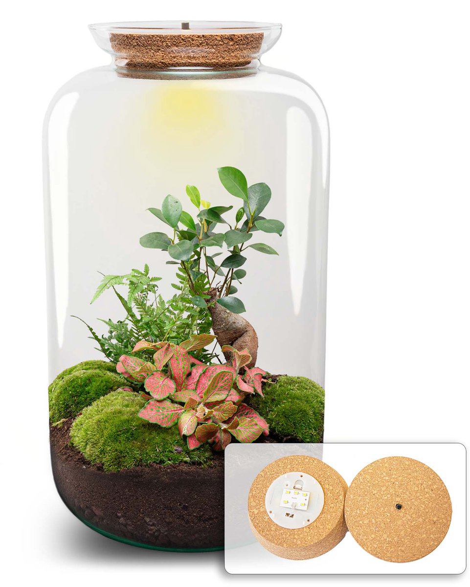 Terrarium DIY Kit - Sven Ginseng Bonsai XL - With light - Bottle Garden - ↑ 43 cm