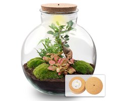 Terrarium DIY Kit - DIY Terrarium Online | Florazo