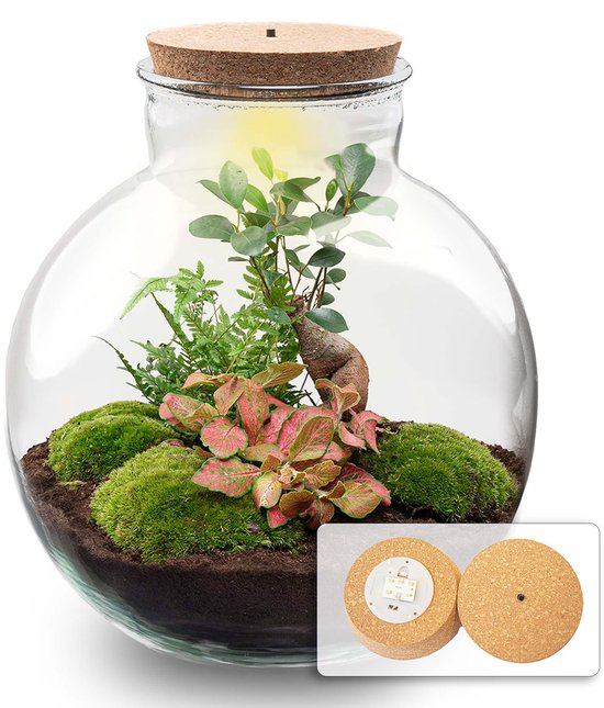 Terrarium DIY Kit - DIY Terrarium Online | Florazo