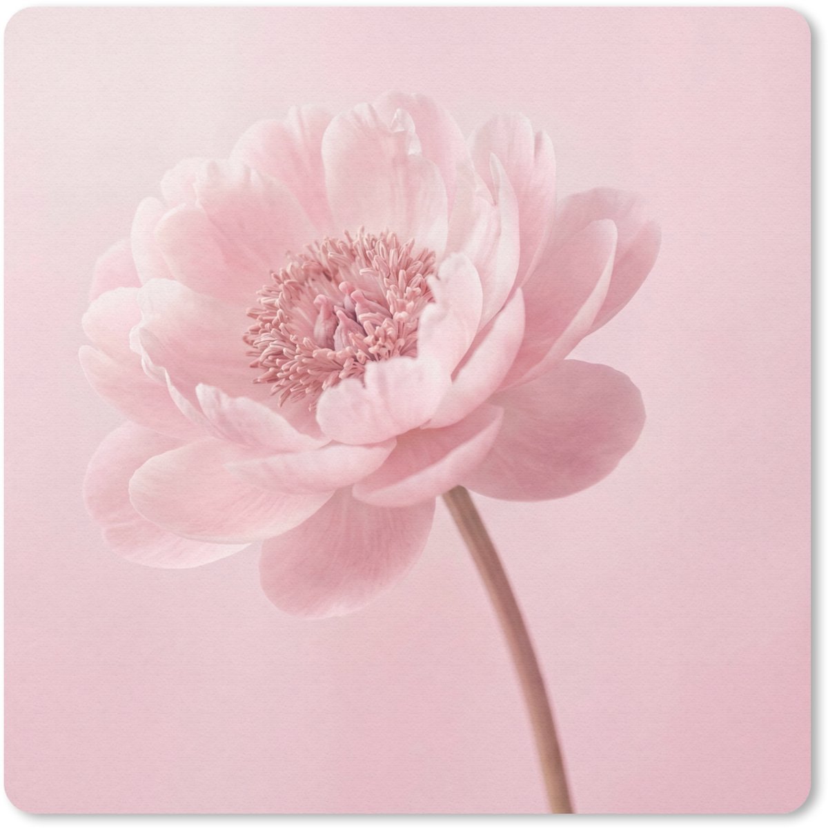 Muismat 20x20 cm - Mousepad Bloem - Pioenroos - Roze - Muismatten