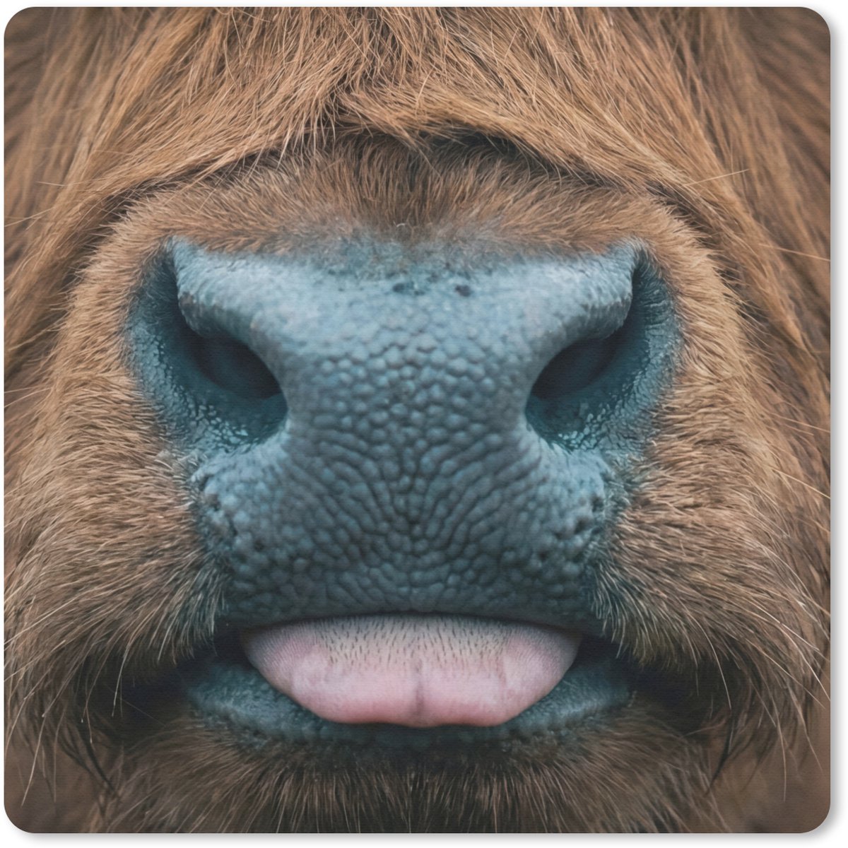 Muismat 30x30 cm - Mousepad Schotse hooglander - Neus - Bruin - Muismatten