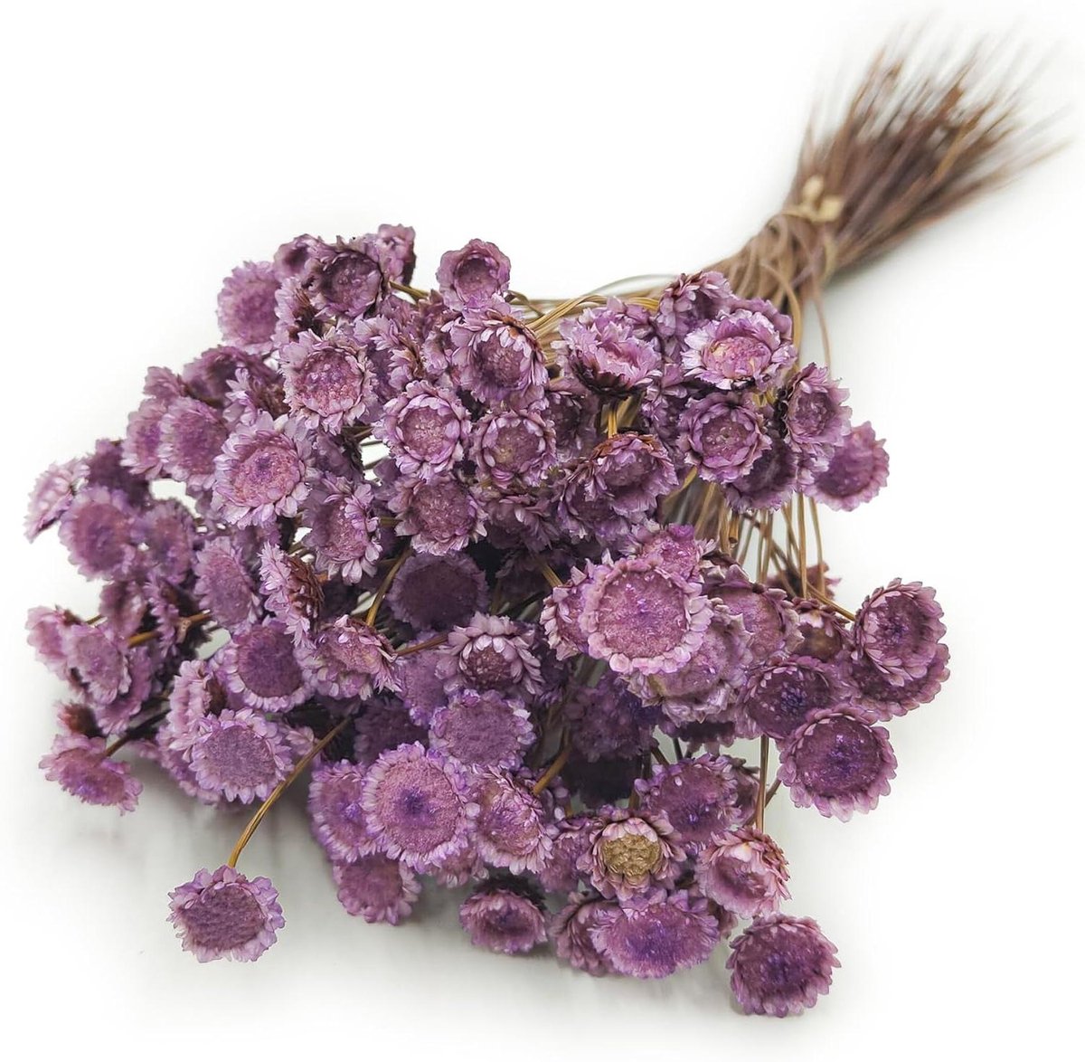 Gedroogde Bloemen - Ornamentale Gras Decoratie - Huis Decoratie - Natuurlijke Kleur - 35 cm - Lavendel