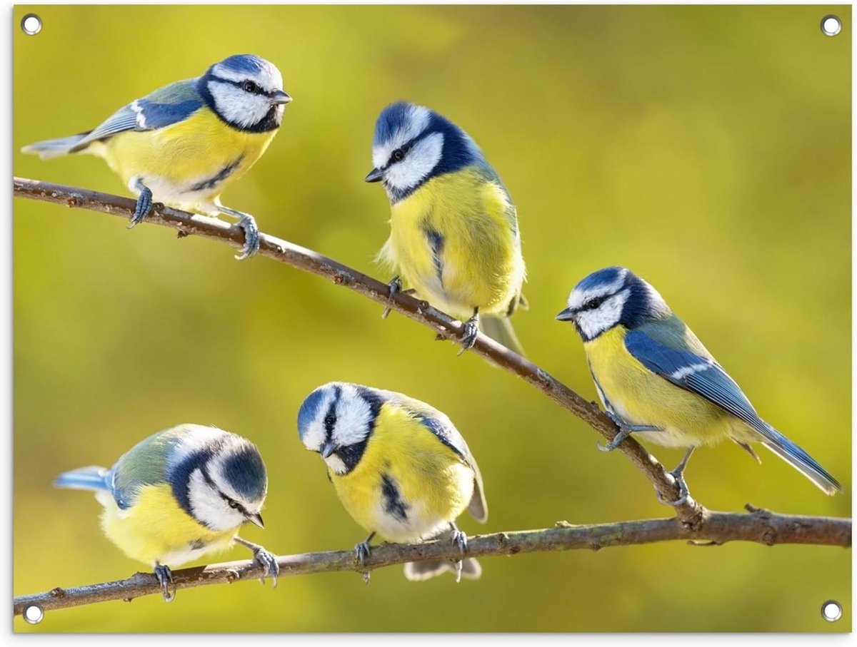Tuinposter Vogel - Buitenposter Balkon - Tuin Decoratie - Weerbestendig PVC - 80x60 cm - Pimpelmees