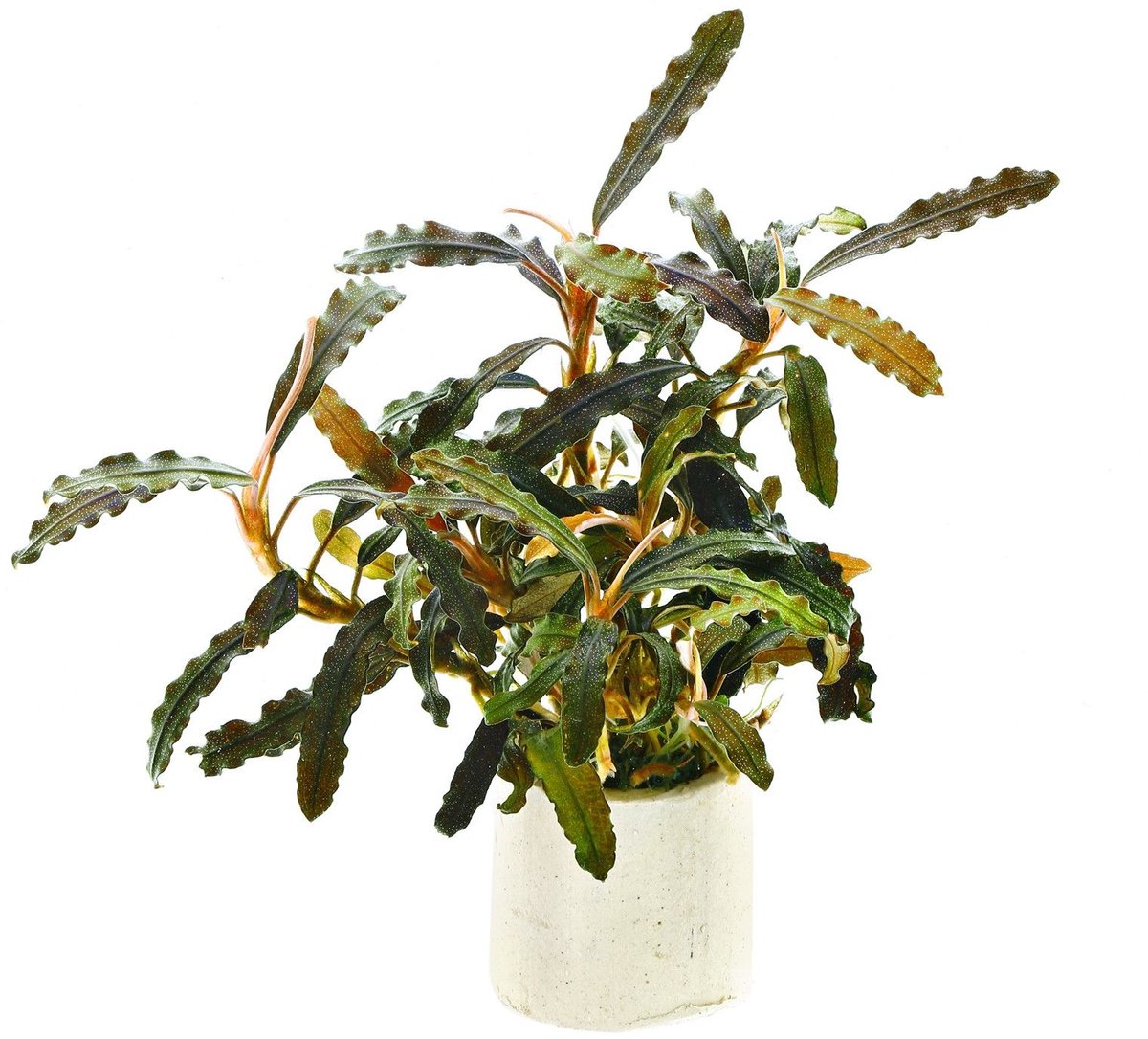 Easy Grow Bucephalandra Biblis | In vitro cup