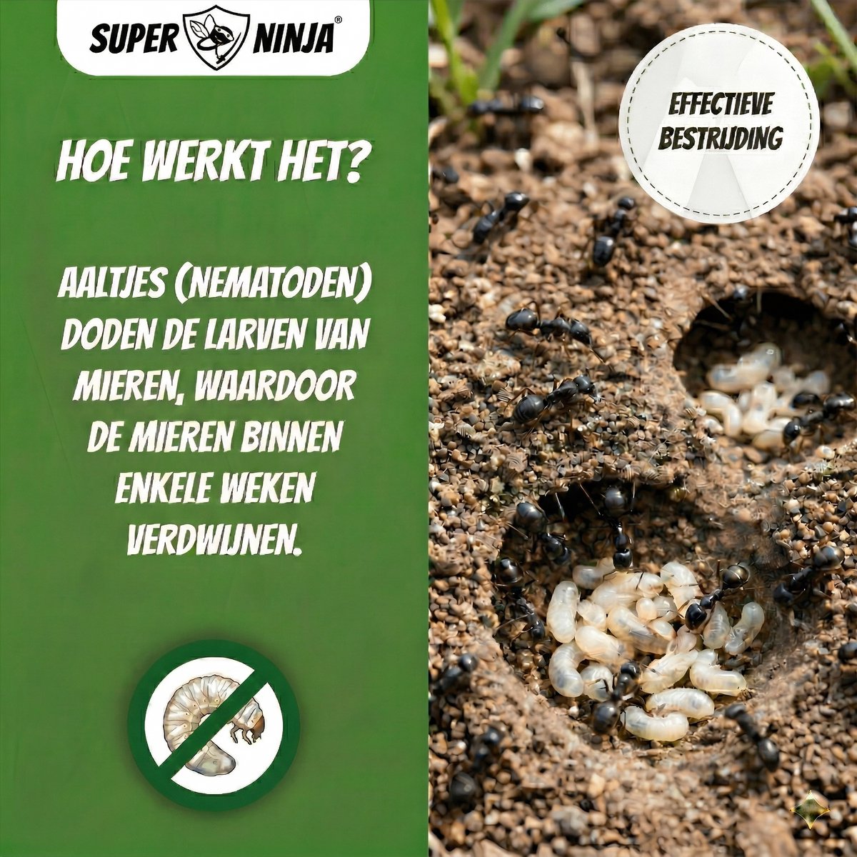 Biologische mierenbestrijding met 10 miljoen Steinernema feltiae aaltjes – veilig voor tuin, gazon, terras (25m²) - Afbeelding 4