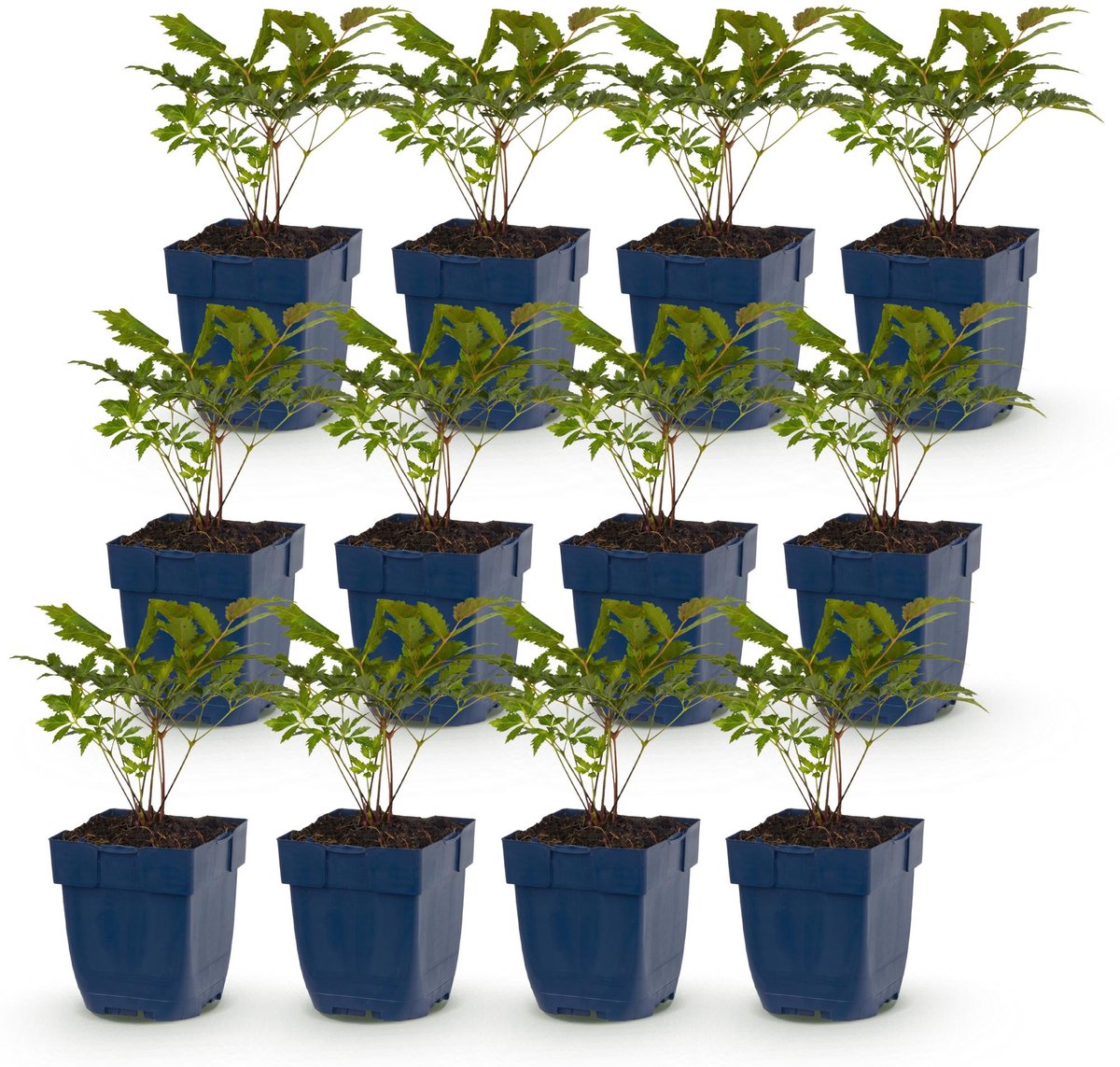 Green boutiQ - Vasteplant - Astilbe (A) Fanal - Pluimspirea - Schaduw - Rood - 12 Planten - Pot 11cm - Hoogte 15-25cm