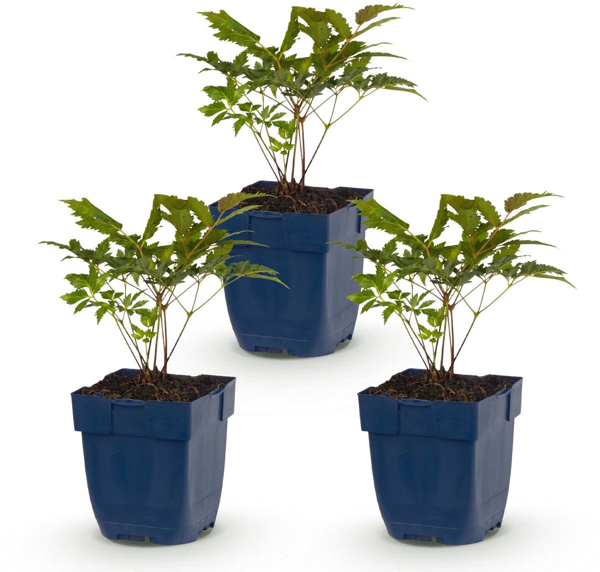 Green boutiQ - Vasteplant - Astilbe (A) Fanal - Pluimspirea - Schaduw - Rood - 3 Planten - Pot 11cm - Hoogte 15-25cm