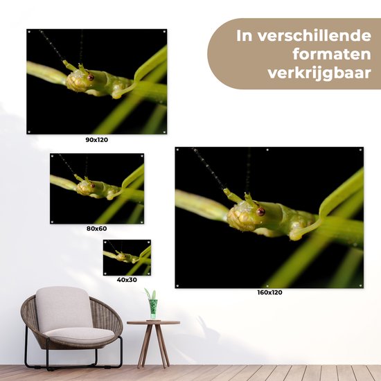 Gros plan d'un phasme affiche de jardin 40x30 cm - petit - Toile de jardin / Toile d'extérieur / Peintures d'extérieur (décoration de jardin)