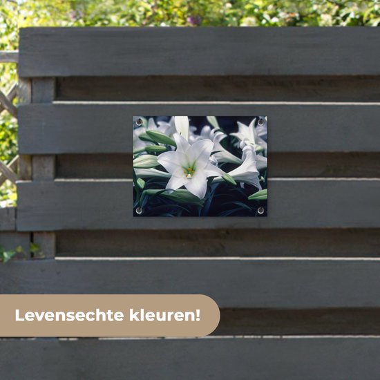 Tuinposter 40x30 cm - Tuindecoratie Close-up van lelie bloemen - Poster voor in de tuin - Buiten decoratie - Schutting tuinschilderij - Tuindoek muurdecoratie - Wanddecoratie balkondoek