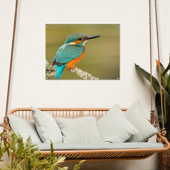 Tuinposter 80x60 cm - Tuindecoratie IJsvogel - Dieren - Vogel - Poster voor in de tuin - Buiten decoratie - Schutting tuinschilderij - Tuindoek muurdecoratie - Wanddecoratie balkondoek