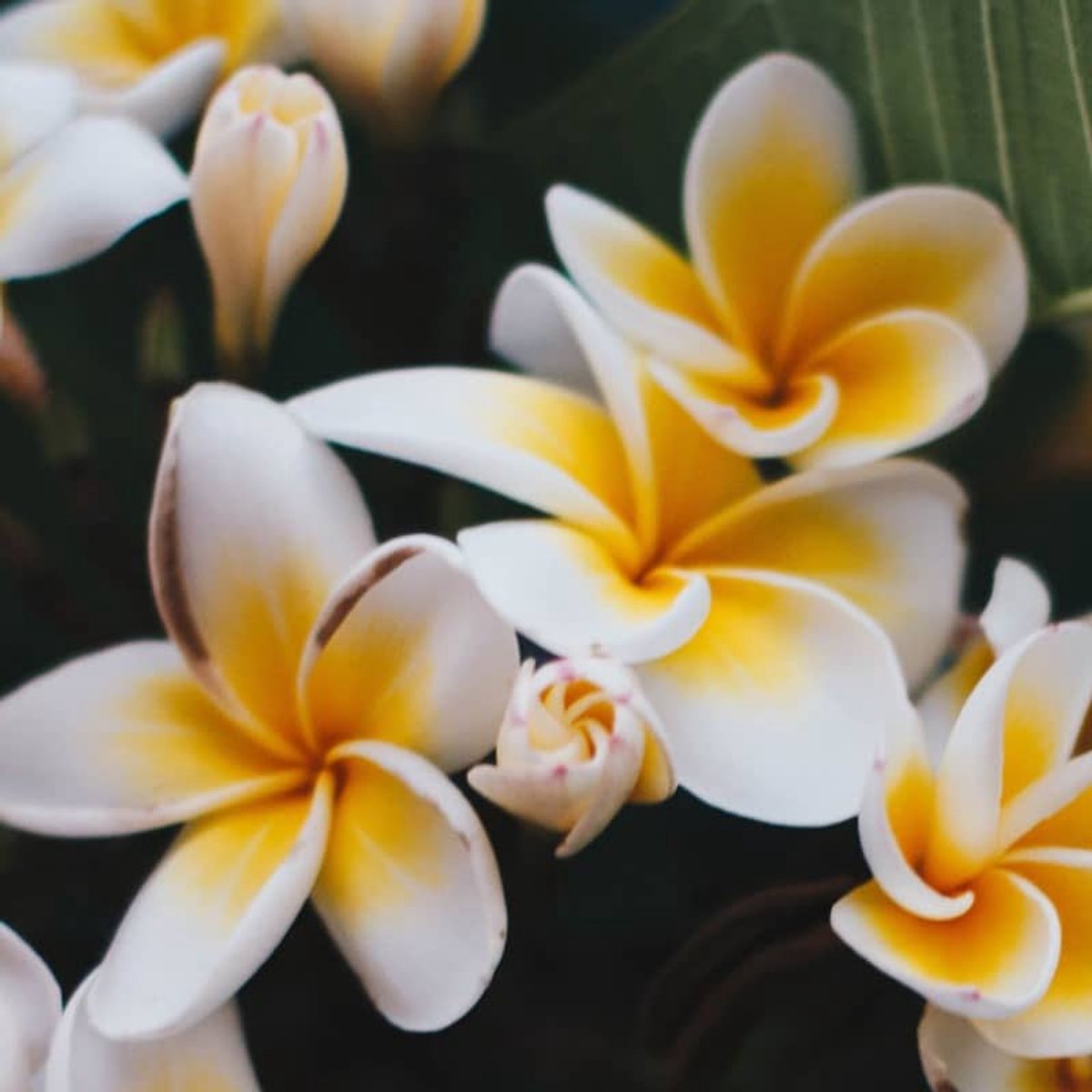 Geurolie - Frangipani Jasmijn - 1 L