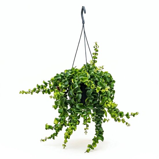 Aeschynanthus Rasta kopen