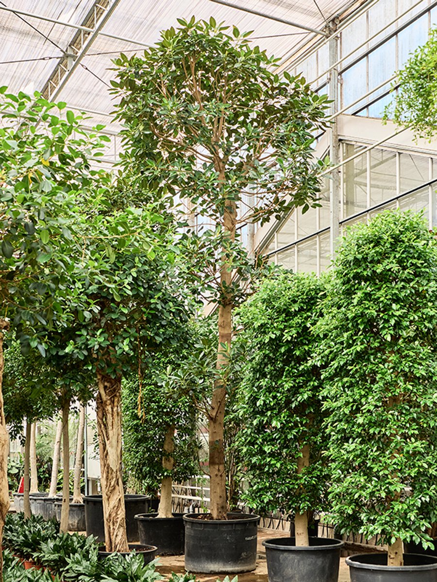 Ficus macrophylla | Moreton Bay vijg
