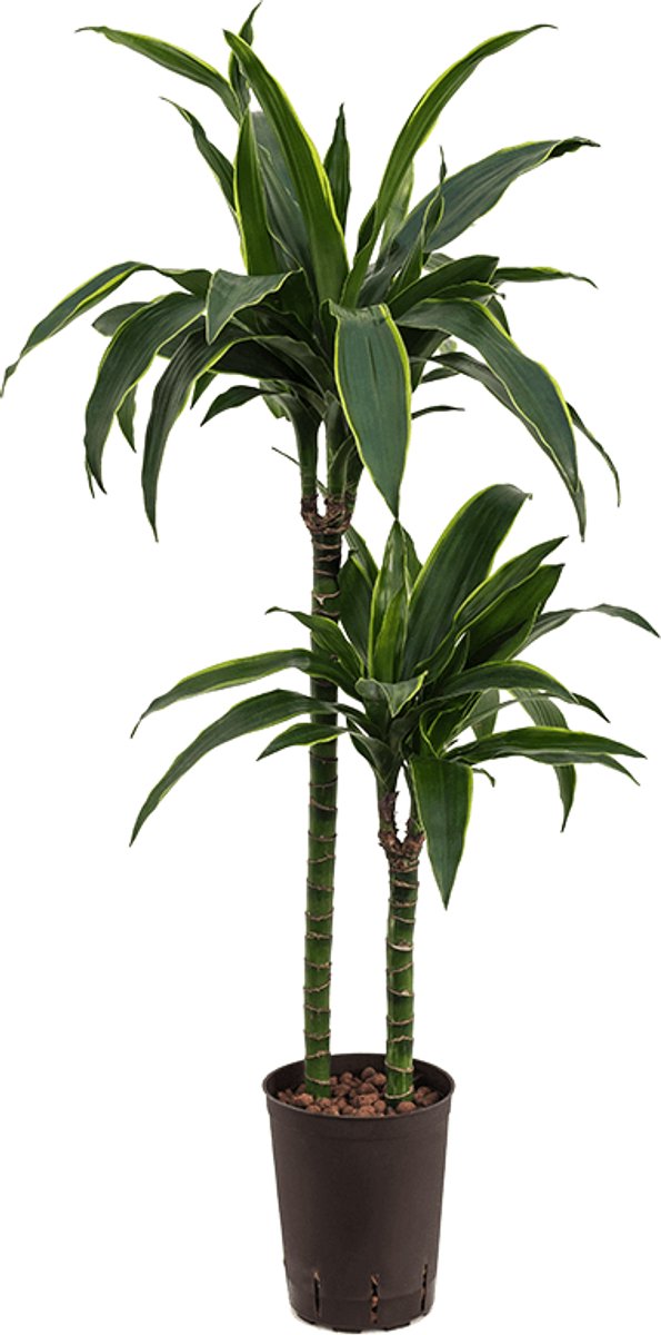 Dracaena Arturo kopen