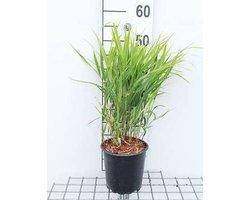 Japans berggras - Hakonechloa macra | 3 liter pot