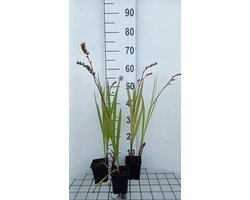 6x Montbretia - Crocosmia hybr. 'Emberglow' | 9x9 cm pot