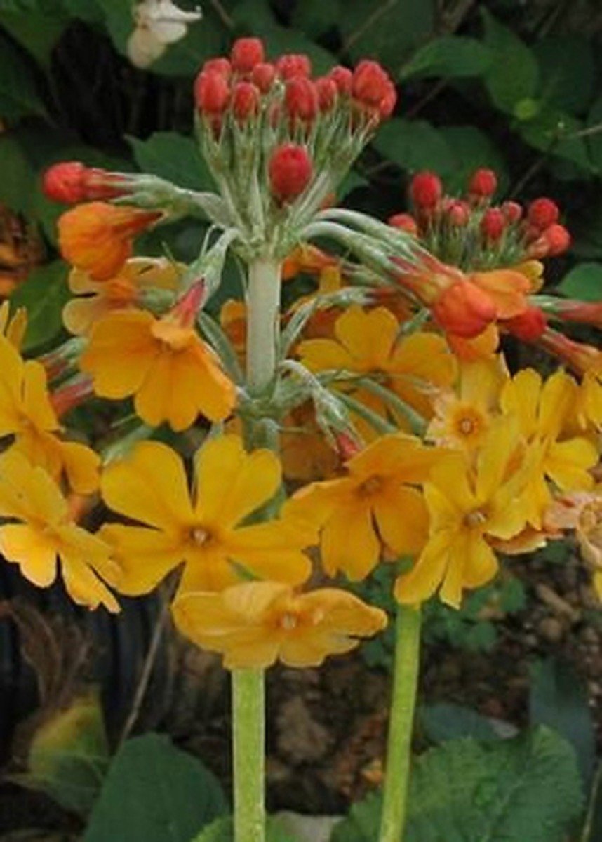 6x Sleutelbloem - Primula bulleyana | 9x9 cm pot