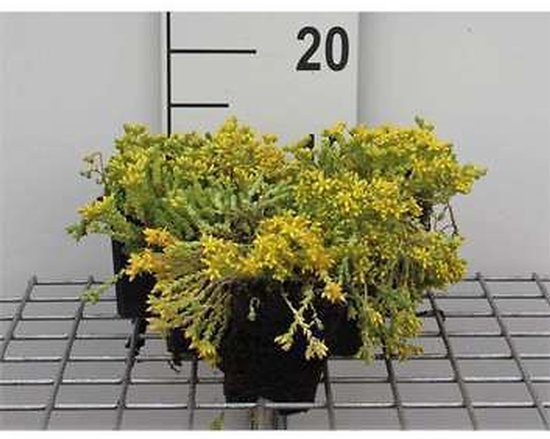 Drie planten met kleine groene blaadjes en veel kleine gele bloemetjes in zwarte potten op een metalen rek.
