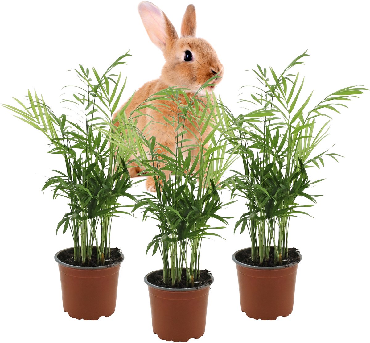 Chamaedorea Elegans – Set van 3 Kamerplanten – Mexicaanse Dwergpalm – Luchtzuiverend – Diervriendelijk – 35–40 cm – Pot 12 cm