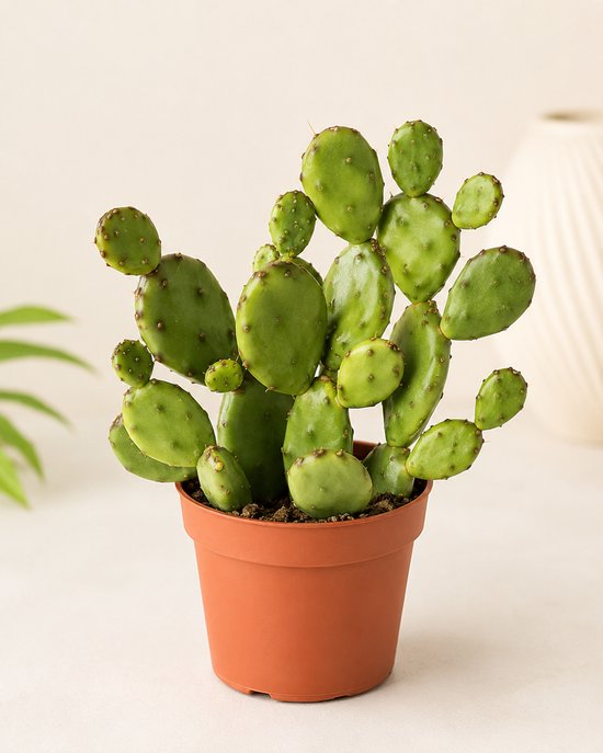 Cactus Kamerplant - Vijgcactus Ø 8,5 cm Pot - Hoogte 10 cm - Schijfcactus Plant voor Binnen