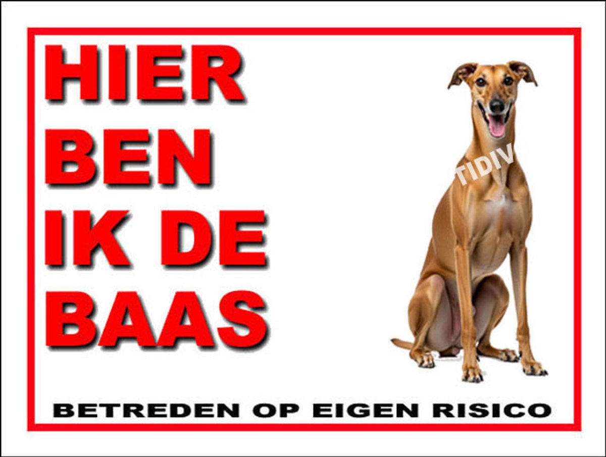 Galgo Español 2