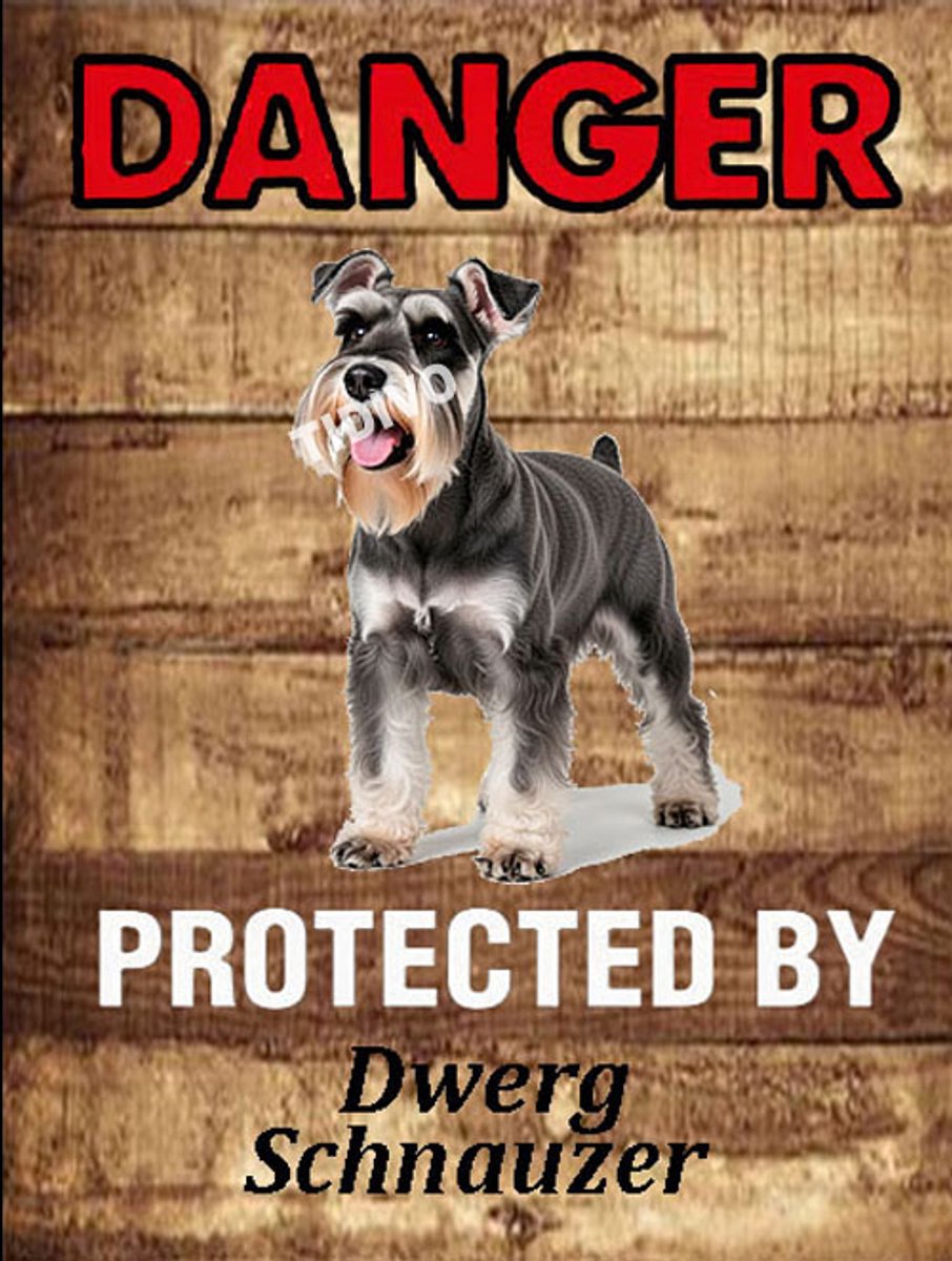 Dwergschnauzer 19