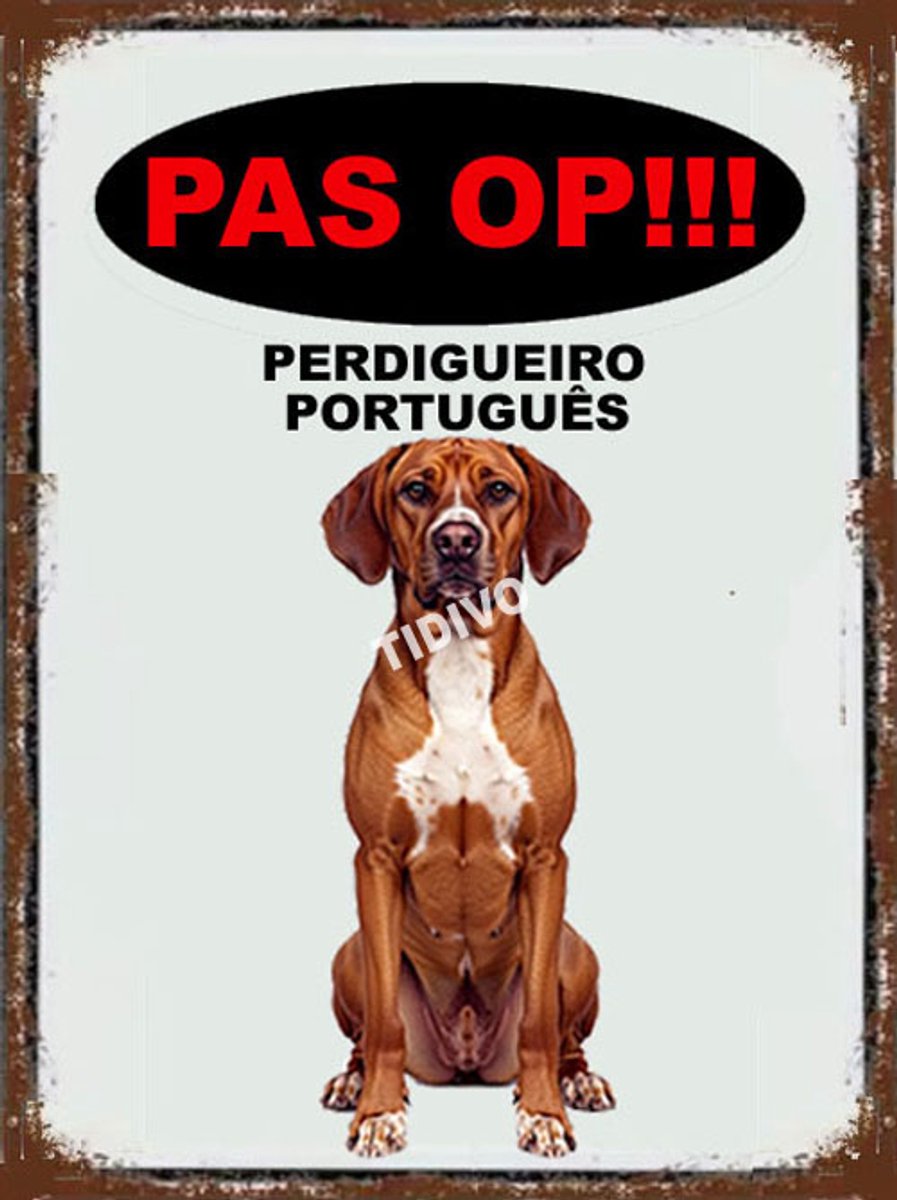 Perdigueiro Português 17