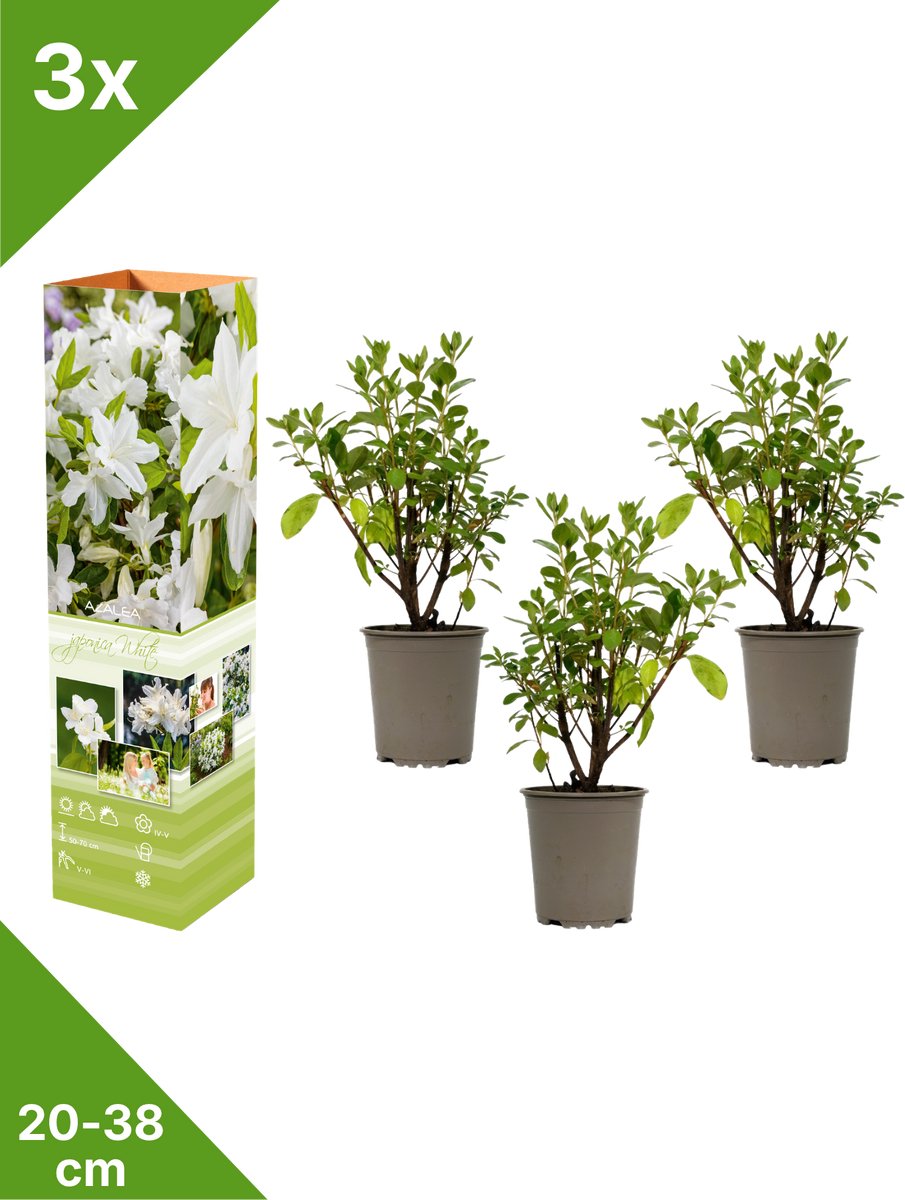 GARDENZO - 3x Azalea japonica (Japanse Azalea) - Wit - in P9 pot