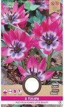 Tulp Pulchella Little Beauty 6/7 10 Stuks