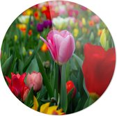 Tulpen | Wanddecoratie | 80CM x 80CM | Schilderij | Foto op plexiglas | natuur | Landschappen