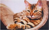 Buiten deurmat rubber - Fotogenieke Kat - 45x75cm